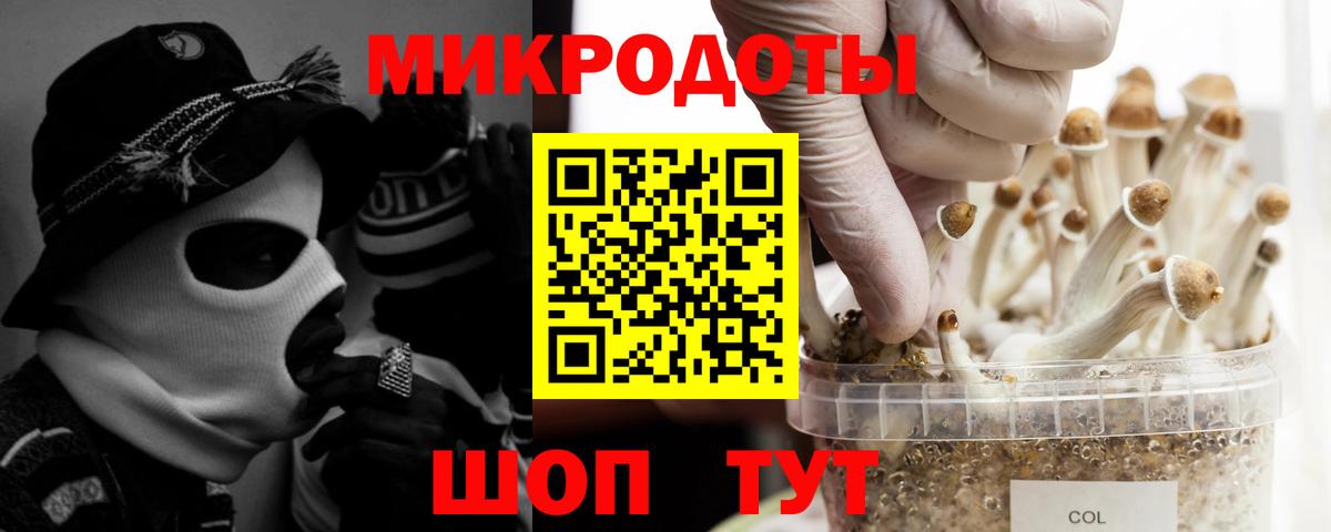 Псилоцибиновые грибы Psilocybe Заволжье